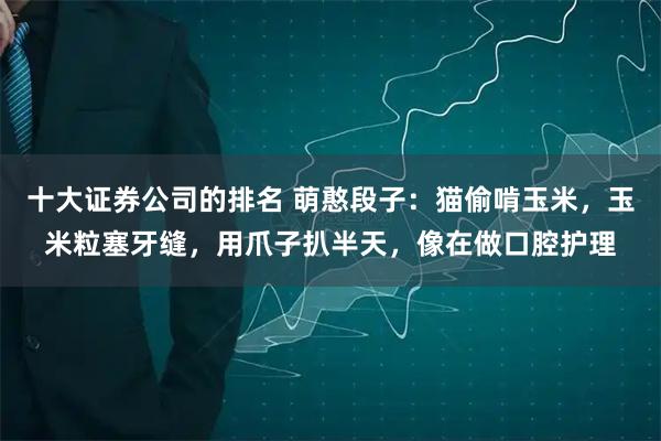 十大证券公司的排名 萌憨段子：猫偷啃玉米，玉米粒塞牙缝，用爪子扒半天，像在做口腔护理